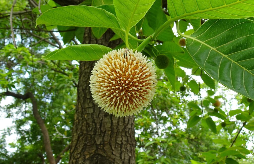 ಕದಂಬ ಮರ – Kadamba Tree (Neolamarckia cadamba)