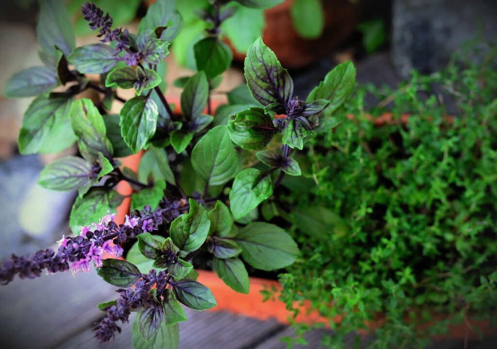 ತುಳಸಿ ಗಿಡ – Holy Basil